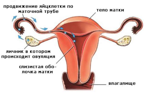 овуляция