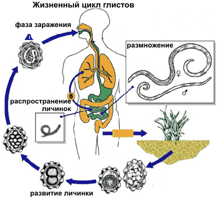 жизненный цикл глистов